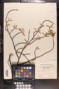 Amelanchier canadensis image