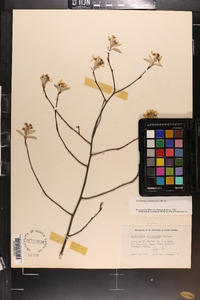 Amelanchier canadensis image