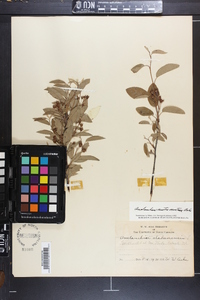 Amelanchier canadensis image