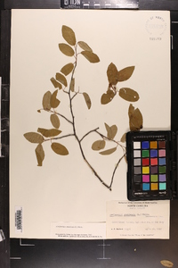 Amelanchier canadensis image