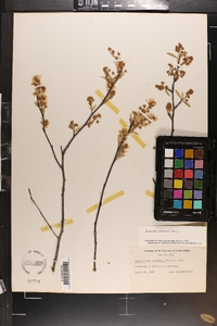 Amelanchier canadensis image