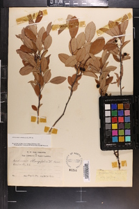 Amelanchier canadensis image