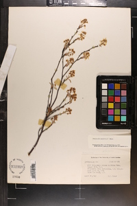 Amelanchier canadensis image