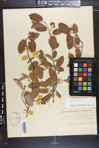 Amelanchier canadensis image