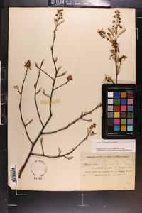 Amelanchier canadensis image