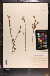 Amelanchier canadensis image