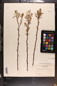 Amelanchier canadensis image