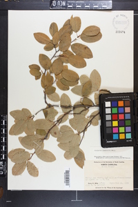 Amelanchier canadensis image