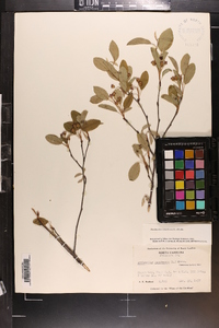 Amelanchier canadensis image