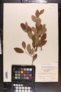 Amelanchier canadensis image