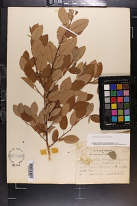 Amelanchier canadensis image