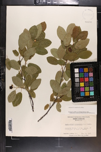 Amelanchier canadensis image