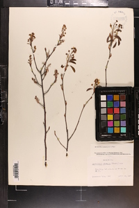 Amelanchier canadensis image