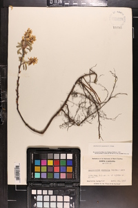 Amelanchier canadensis image