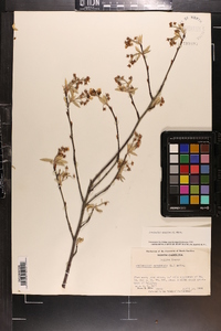 Amelanchier canadensis image