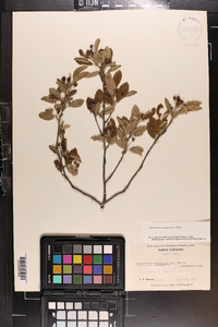 Amelanchier canadensis image