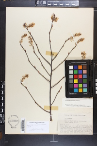 Amelanchier canadensis image