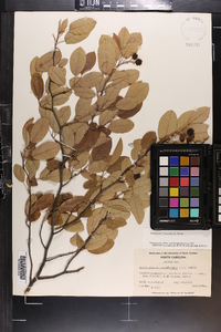 Amelanchier canadensis image