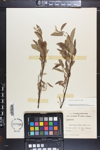 Amelanchier canadensis image