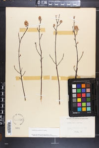 Amelanchier canadensis image