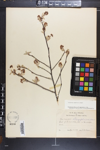 Amelanchier canadensis image