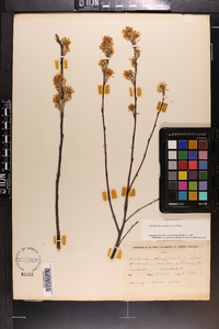 Amelanchier canadensis image