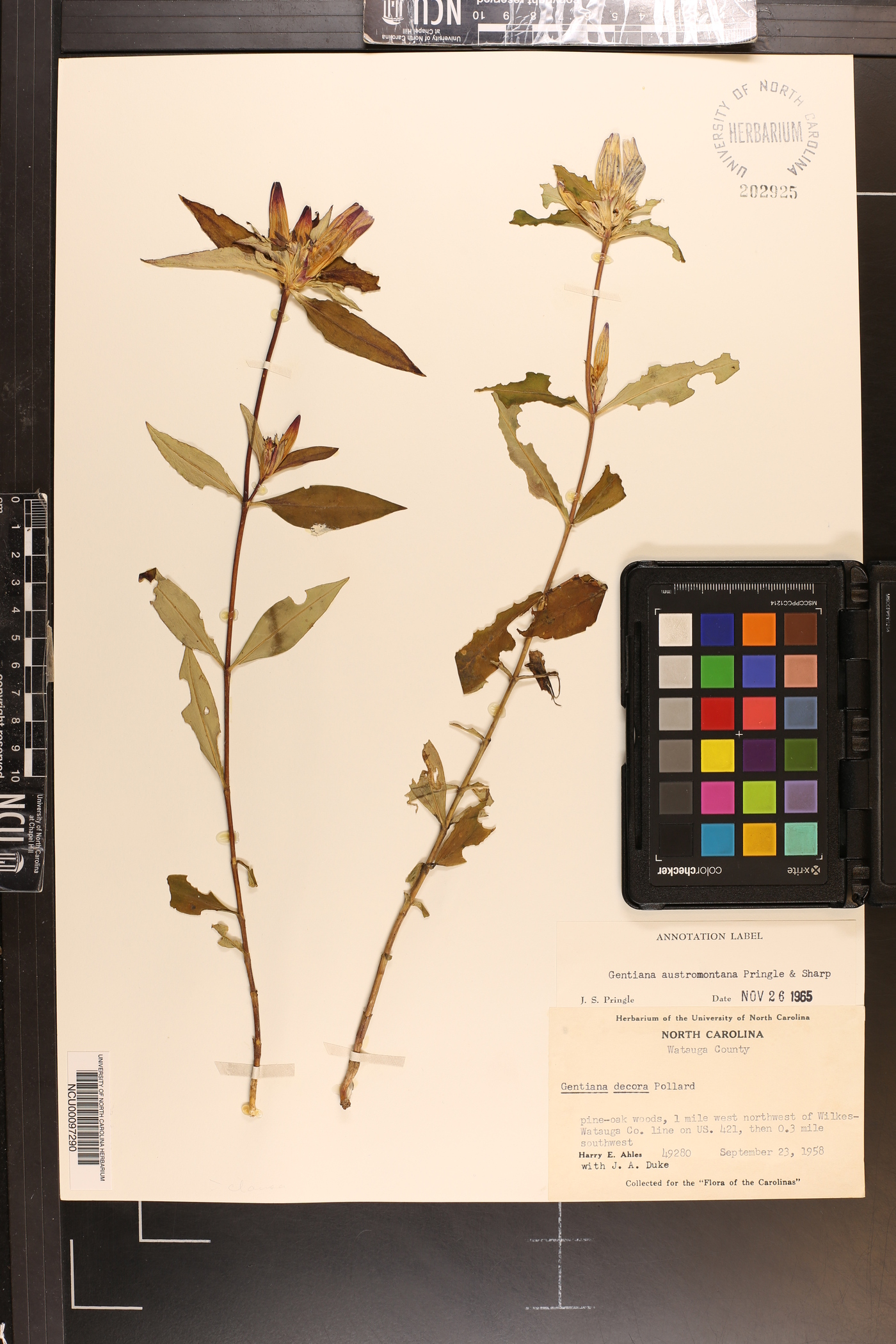 Gentiana austromontana image