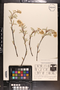 Amelanchier canadensis image