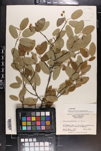 Amelanchier canadensis image