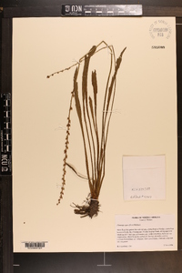 Plantago sparsiflora image