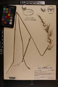 Sorghastrum elliottii image