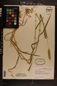 Phalaris caroliniana image