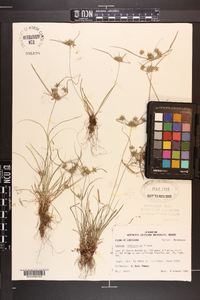 Cyperus retrorsus image