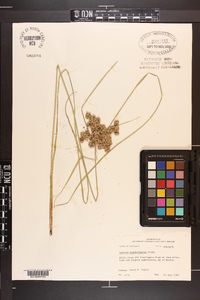 Cyperus pseudovegetus image