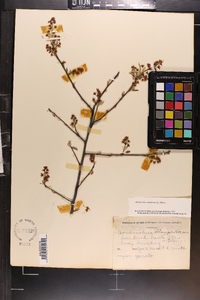 Amelanchier canadensis image