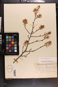 Amelanchier canadensis image