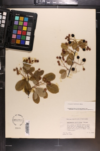 Amelanchier canadensis image