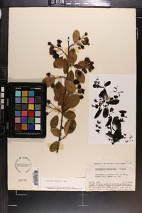 Amelanchier canadensis image