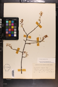 Amelanchier canadensis image