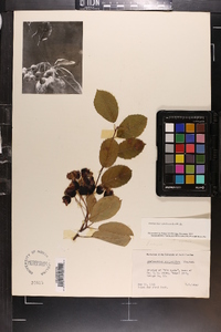 Amelanchier canadensis image