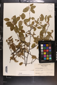 Amelanchier canadensis image