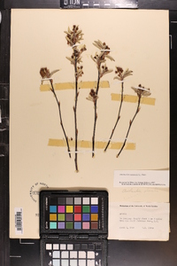 Amelanchier canadensis image