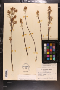 Amelanchier canadensis image