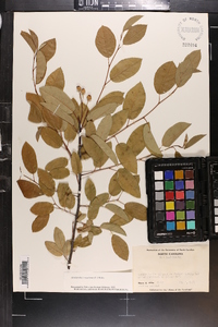 Amelanchier canadensis image