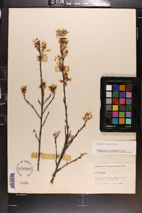 Amelanchier canadensis image