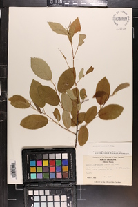 Amelanchier canadensis image