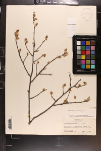 Amelanchier canadensis image