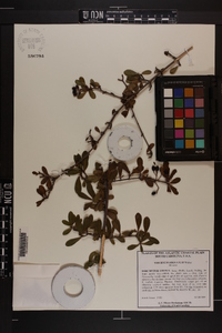 Viburnum obovatum image