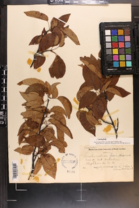 Amelanchier laevis image