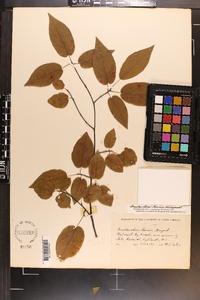 Amelanchier laevis image